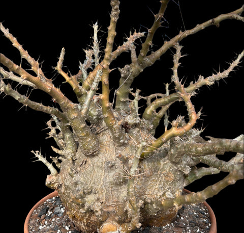 Pachypodium saundersii Madagascar Palm Caudex