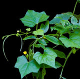 Mouse Melon | Melothria pendula | Florida Native Edible