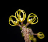 Cynanchum marnierianum | Madagascar Milkweed Vine | Weird & Unique Asclepiad