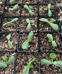 Seminole Pumpkin | Cucurbita moschata | Florida Friendly Edible Gourd