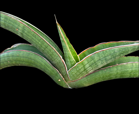 Sansevieria sp Angola | Purple Abaxial Lines | Large Specimen