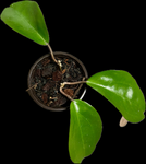 Hoya surigaoensis | Coconut Flower Hoya