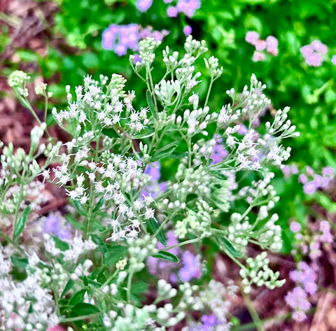 Mohr's Thoroughwort | Eupatorium mohrii | Florida Native Wildflower Pollinator