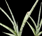 Sansevieria hybrid Kasih | Silver Thai Hybrid Dracaena