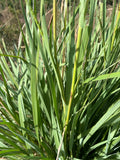 Dwarf Fakahatchee Grass | Florida Native Grass | Tripsacum floridanum