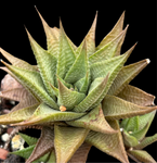 Gasterworthia hybrid | Specimen | Ox Tongue Succulent