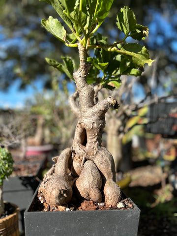 Cyphostemma ‘Fat Bastard’ Plant B | Juttae x Hardyi