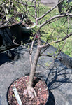 Bursera microphylla D