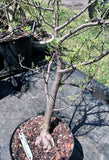 Bursera microphylla D