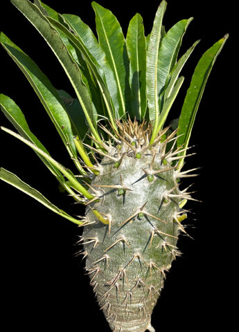 Pachypodium ramosum Madagascar Palm Caudex