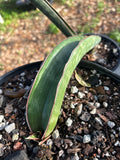 Sansevieria hybrid ‘Hawaiian Star’ hallii x kirkii pulchra  (Dracaena)