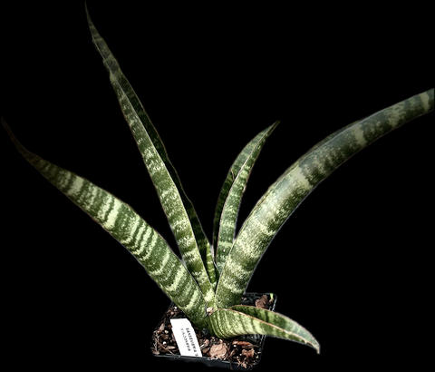 Sansevieria ‘Sengkuni’ | LARGE Specimen Size | Indonesian Hybrid