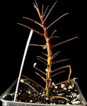 Fouquieria purpusii | Rooted Cuttings 2” Pots | Boojum Caudex Tree