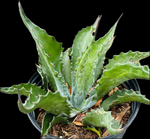 Agave salmiana v ferox | Large Century Plant | 1 or 3 Gallon Available