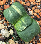 Gasteria armstrongii variegated 2” pot size