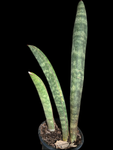 Sansevieria hallii Clumps | Bat Sansevieria Snake Plant