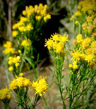 Slender Top Goldenrod | Euthamia carolinianum | Florida & USA  Native Wildflower