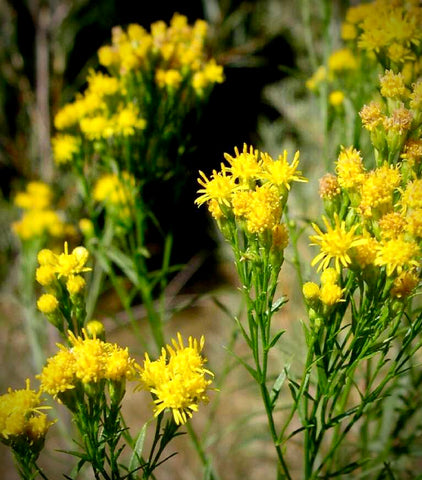 Slender Top Goldenrod | Euthamia carolinianum | Florida & USA  Native Wildflower