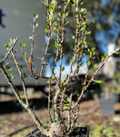 Fouquieria fasciculata 4