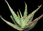 Aloe Carmine 4" Hybrid Dwarf Aloe