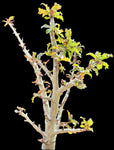 Boswellia nana Socotra Bonsai Frankincense Tree