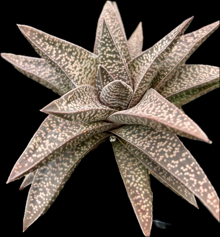 Gasteraloe hybrid by Bill Baker | Specimen | Ox Tongue Succulent