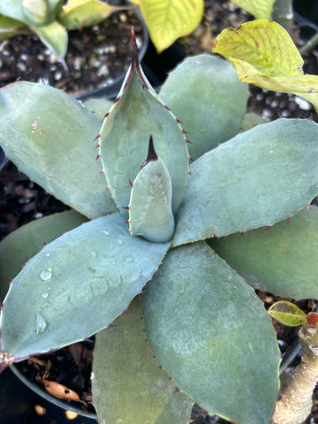 Agave potatorum 'Cameron Blue' 6"