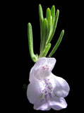 False Rosemary | Conradina grandiflora | Florida Native Endangered Species