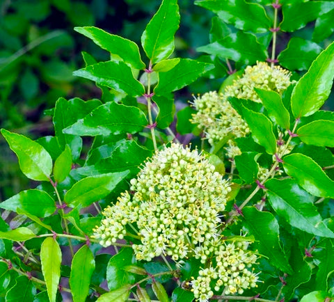 Zanthoxylum clava-herculis | Hercules Club | Drought Tolerant | Florida Native Tree