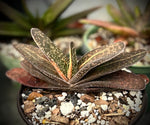 Gasteria verrucosa Hybrid Variegated Specimen | 6" pot size | Ox Tongue Succulent | Exact Plant