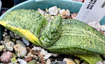 Gasteria armstrongii  You Pick Specimens Japanese Hybrid Variegated Ox Tongue Succulent
