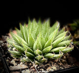 Haworthia bolusii var. blackbeardiana | Large Plants