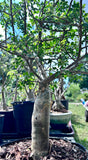 Bursera fagaroides Blue Form Specimen A