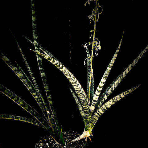 Sansevieria Crocodile large 1 gallon Huge Plants