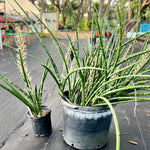 Sansevieria Fernwood  Huge Offsets Easy Snake Plant Cultivar (Dracaena)