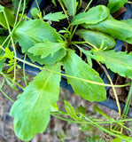 Creeping Eryngo | Eryngium prostratum | Florida Native Ground Cover