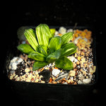 Haworthia cv Miho variegated Obtusa Hybrid