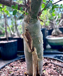 Bursera fagaroides Blue Form Specimen A