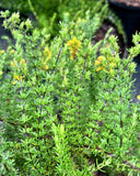 Hypericum tenuifolium | Atlantic St. John's-wort | Native Florida Wildflower