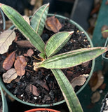 Sansevieria hallii Set of 3 Juvenile Plants | Bat Sansevieria Snake Plant