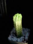 Trichocereus (echinopsis) pachanoi San Pedro Cactus | 2” Pots or 2 Gallon Large