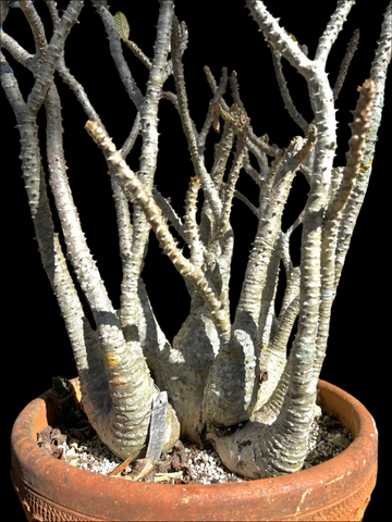 Pachypodium baronii windsori Specimen HUGE | RARE