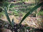 Sansevieria bhitalae ES 20849 'Dragon Blue' | Exact Stock Plant