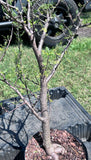 Bursera microphylla D