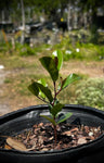 Cherry Laurel | Prunus caroliniana | Florida Native Tree