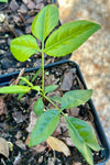 Zanthoxylum clava-herculis | Hercules Club | Drought Tolerant | Florida Native Tree