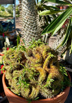 Pachypodium lamerei Crested Madagascar Palm