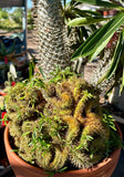 Pachypodium lamerei Crested Madagascar Palm