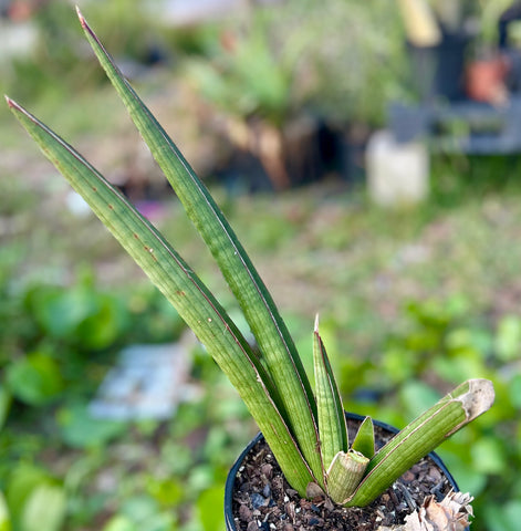 Sansevieria pearsonii | Exact Stock Breeder Plant