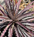 Dyckia goehringii 'Red' X 'Tarzana' Hybrid | Terrestrial Bromeliad | Large 1 gal